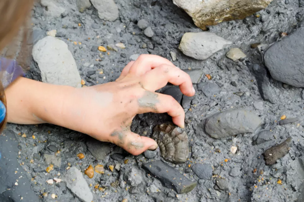 Do You Know Where You Can Dig for Fossils?