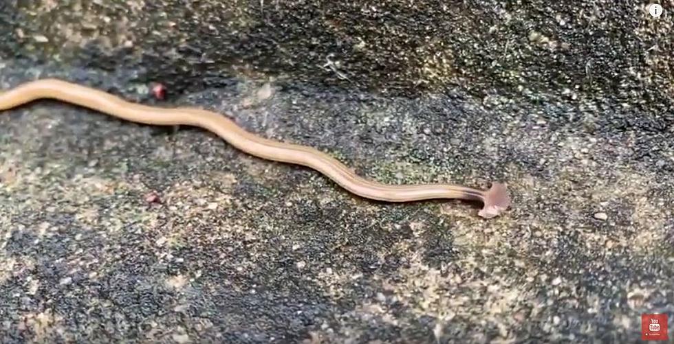 Spotted in Backyards in Texas – Snake or Worm?