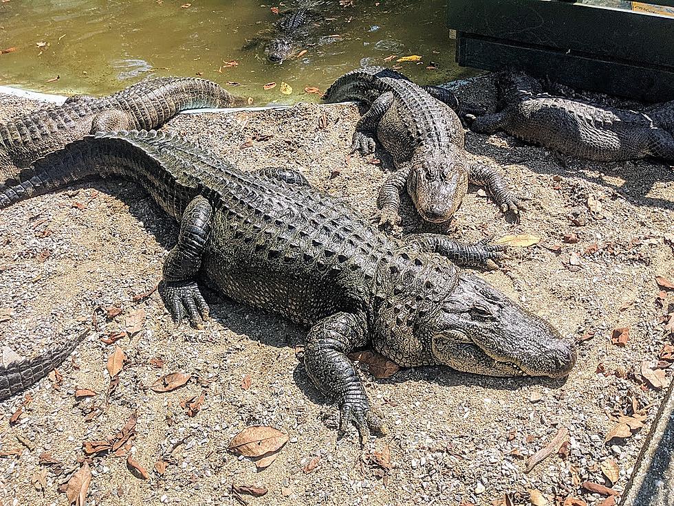 Alligator Farm in Hot Springs &#8211; Worth the Drive