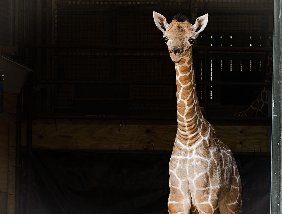 Two More Baby Giraffes Welcomed At The Fort Worth Zoo