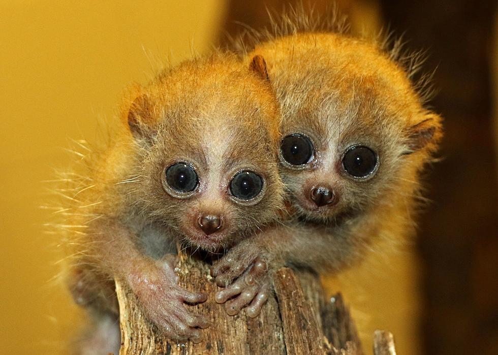 Meet Nova and Sol - Baby Pygmy Slow Loris Twins Have Names