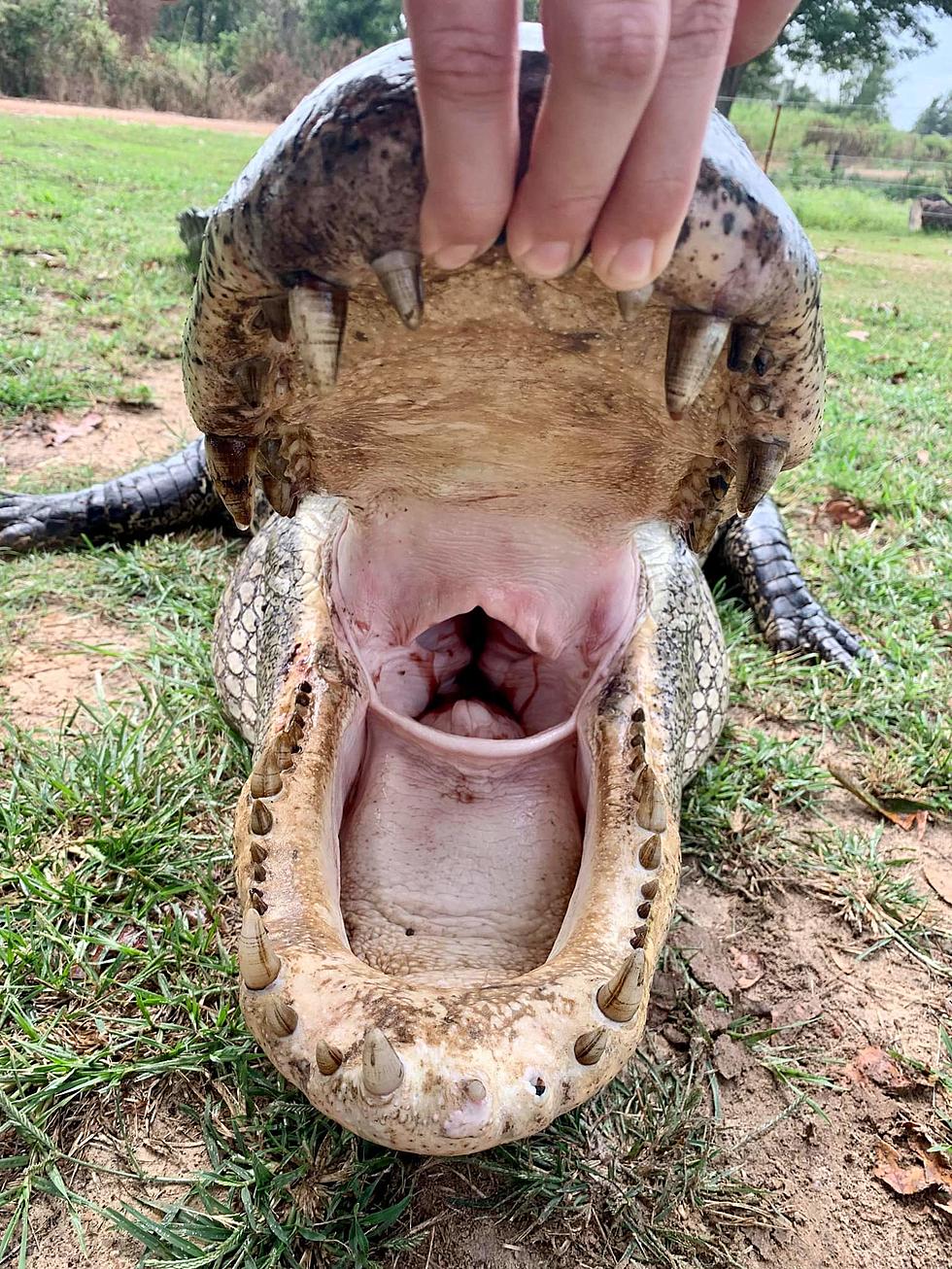 Arkansas Woman Snags Massive Alligator in Hope
