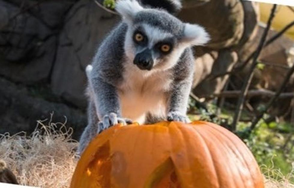 Spooky-Fun Howl-O-Ween Parties Each Saturday This Month at The Little Rock Zoo