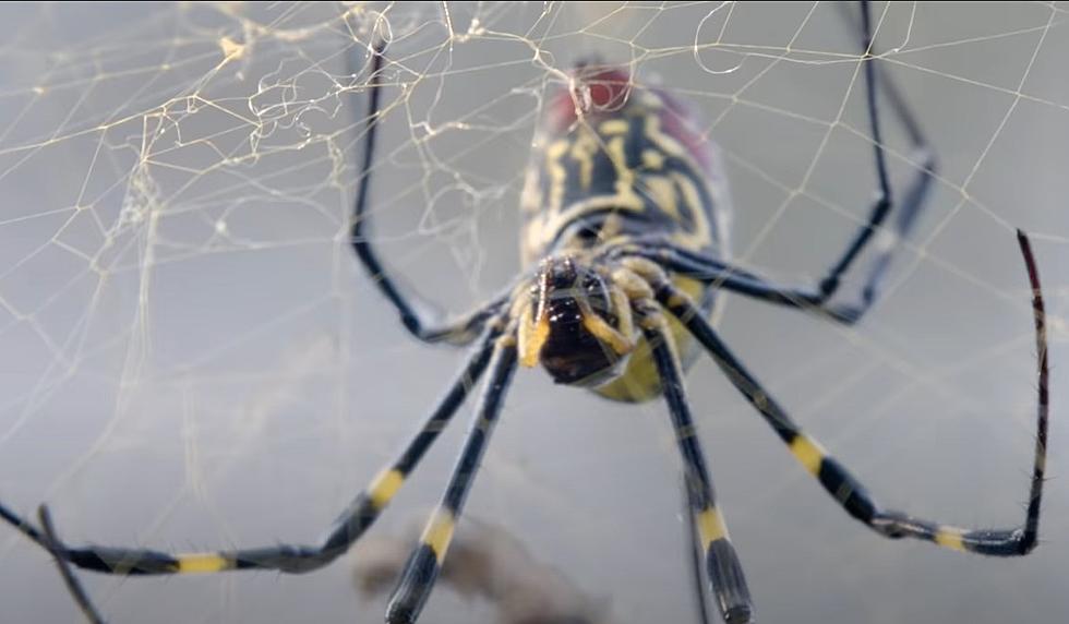Frighteningly Huge Parachuting Spider Creeps Across Southern US