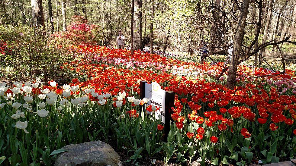 Tip Toe Through The Tulips in Hot Springs, Arkansas This Weekend