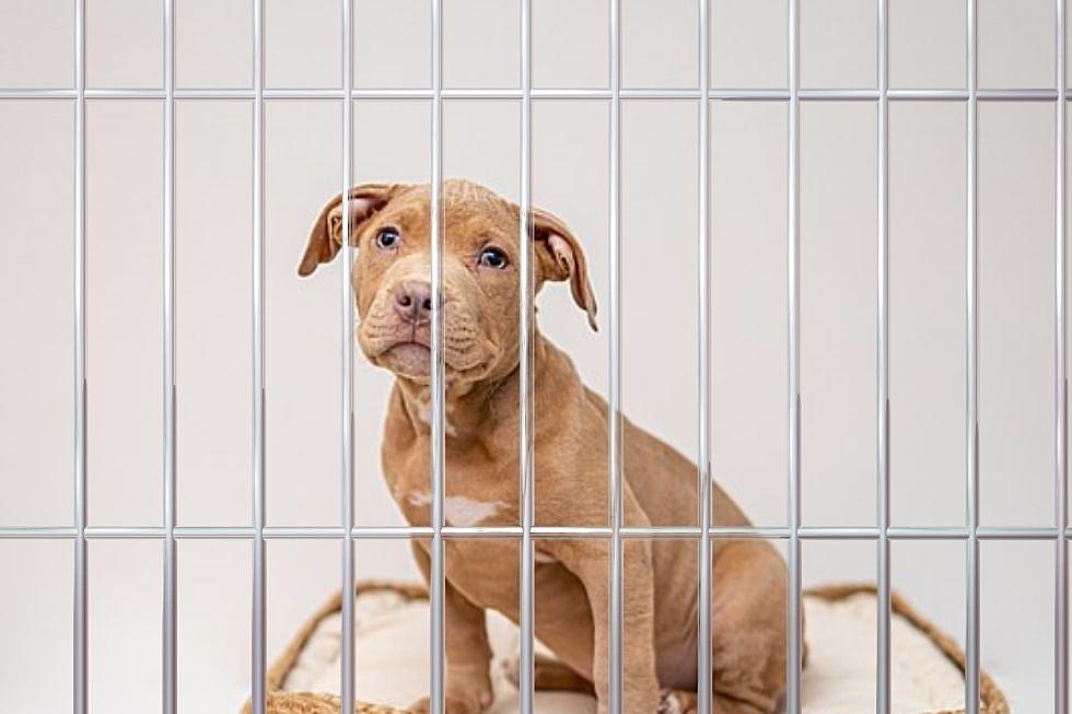 Over 30 Cities in Arkansas Have Banned Pit Bulls