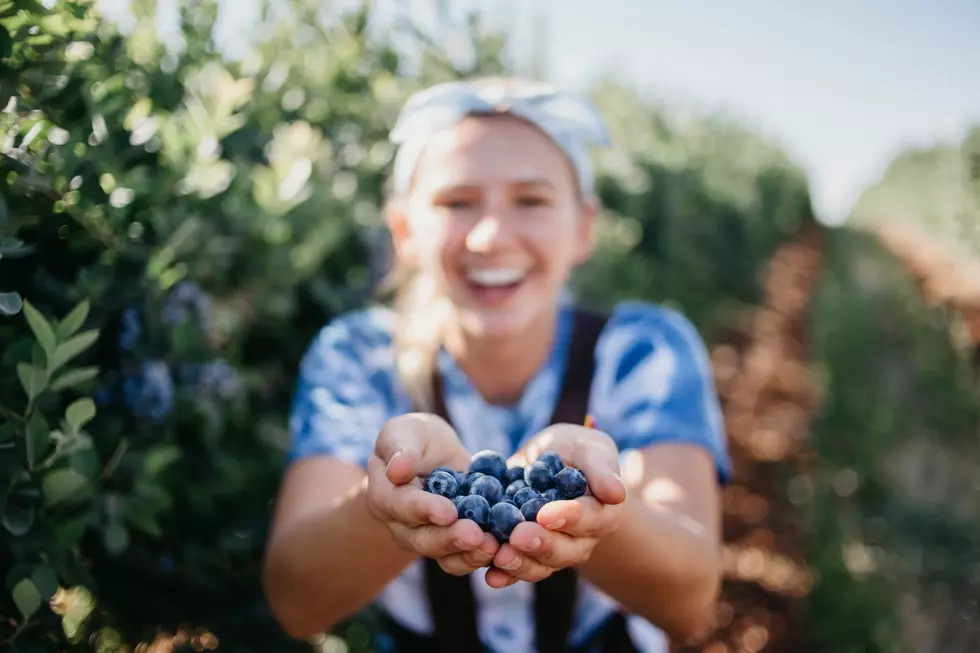 Fresh Blueberries? Pick Your Own at These Farms Not Far From Texarkana