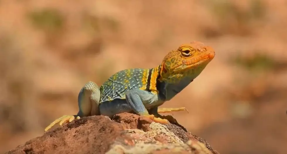 Arkansas Is About to Be Repopulated With Collard Lizards