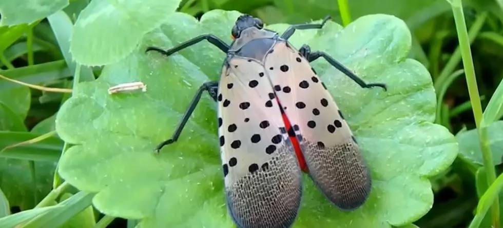 If you See One of These Eerie Bugs in Arkansas &#8211; Squash it!