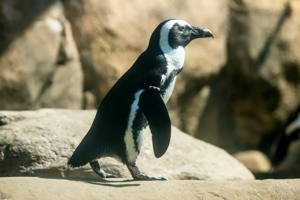 The Little Rock Zoo Celebrates Their... African Penguins?