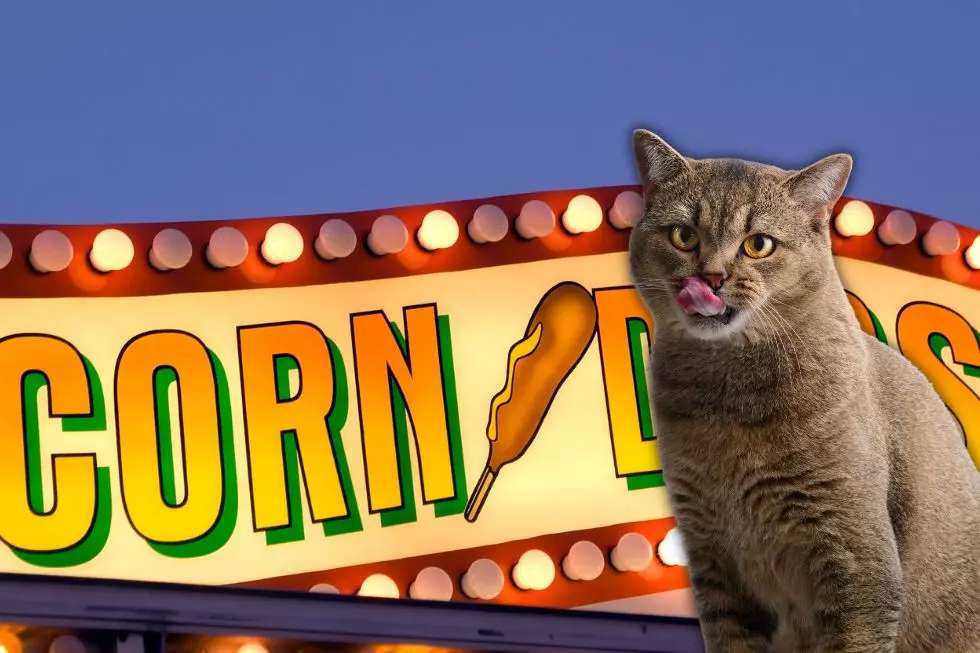 Arkansas Family Cat Wins First Place on America’s Funniest Videos