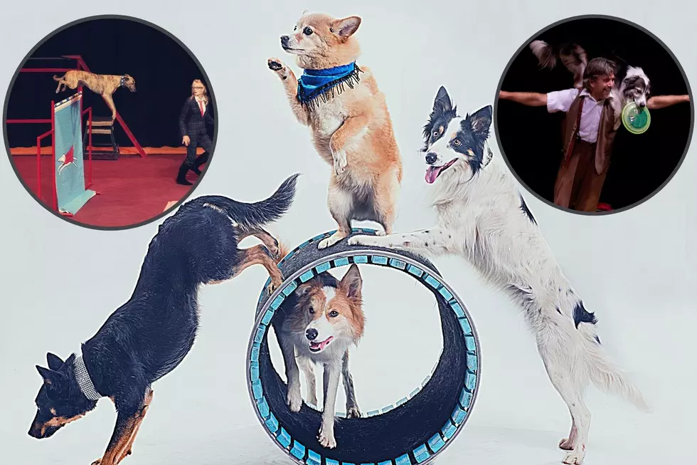 World’s Top 4-Legged Athletes to Perform at the Perot Theatre Saturday Oct 22