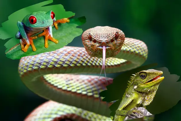 Slithering It&#8217;s Way Back to Texarkana It&#8217;s &#8216;The Reptile Expo&#8217; in November