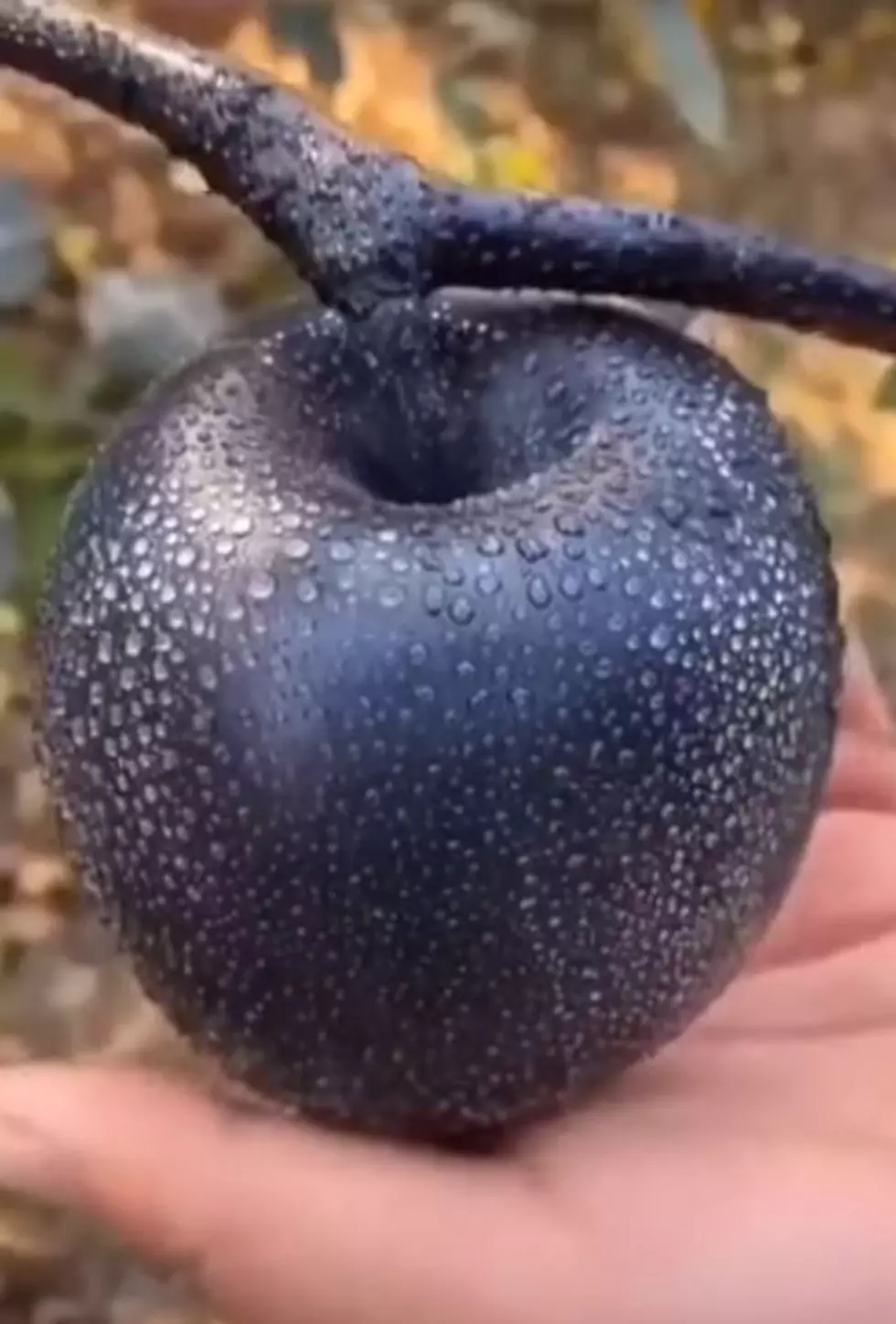 Have You Heard Arkansas is Home to the Rare Black Apple?