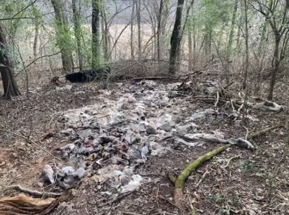 Arkansas Man Discovers Huge Amount of Deer Carcasses on Property