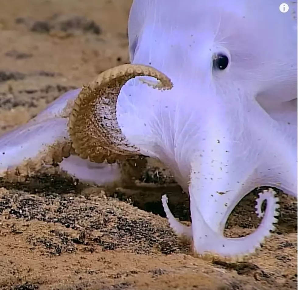 Rare White Octopus Washes up on Shore on Popular Texas Beach