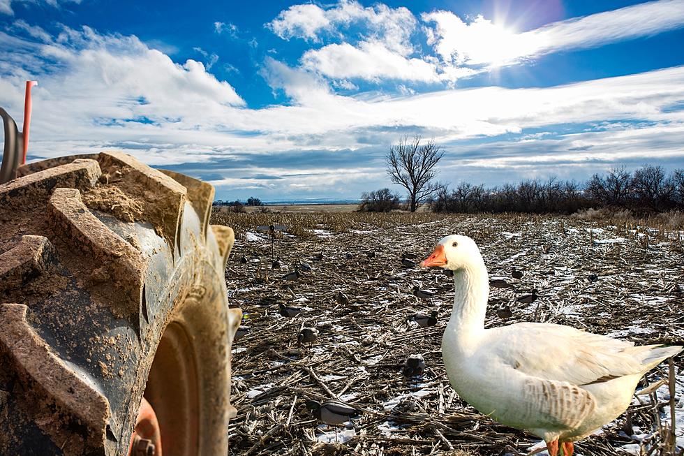 Angry Arkansas Farmer Plows Over Snow Goose Decoys 