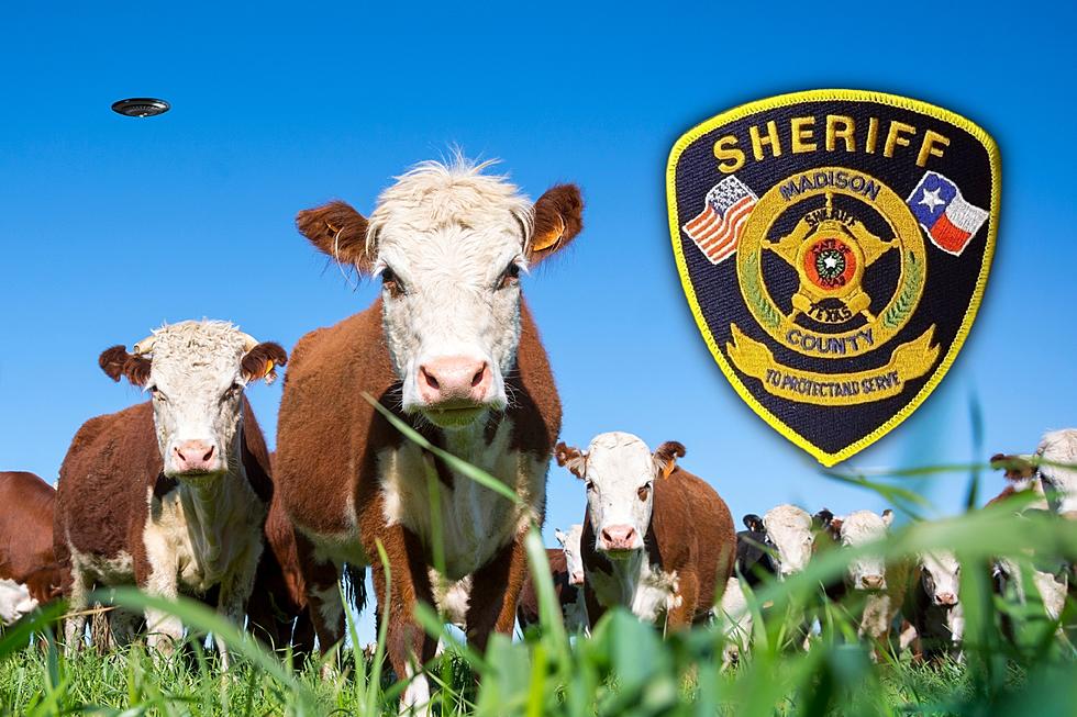 Poor Cows, What Could Have Done This To Cattle In 3 Texas Counties?