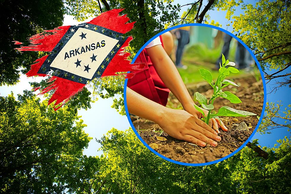 Free Tree Fridays Continue in Arkansas: More Locations Including Texarkana