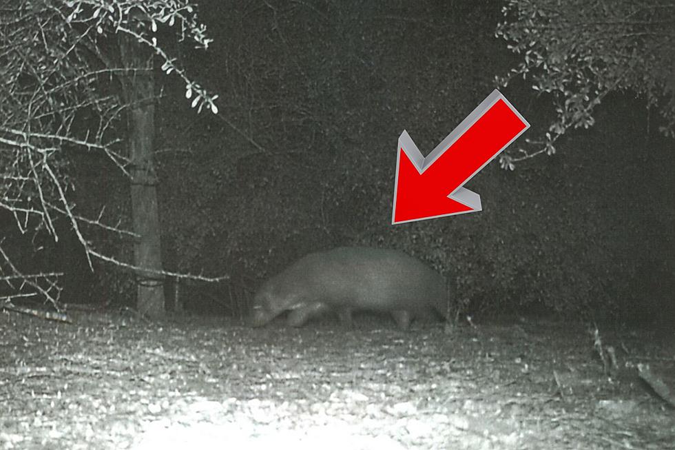 What is it? Bizarre Animal Has Texas Park Officials Baffled