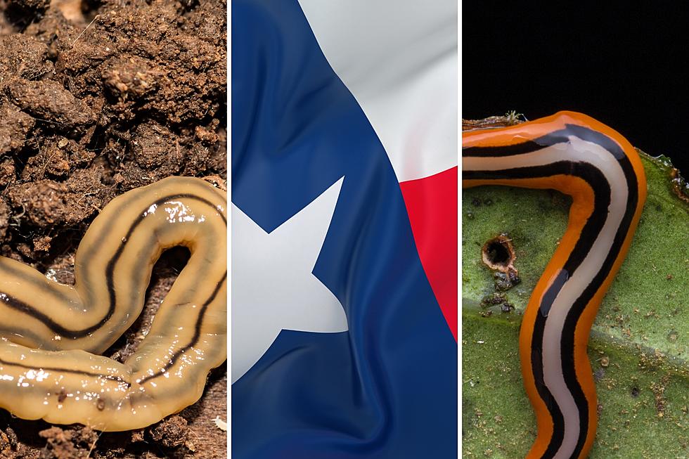 Bad Worm In Texas Is Back For Another Round - How To Kill It