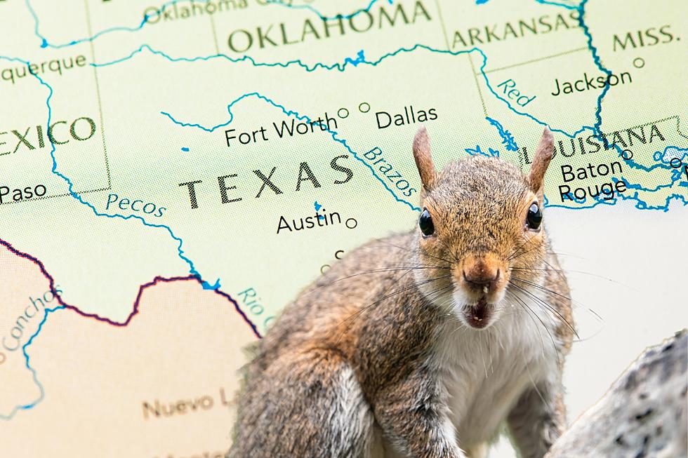 What the Heck is going on in Texas? Squirrels Are ‘Splooting’