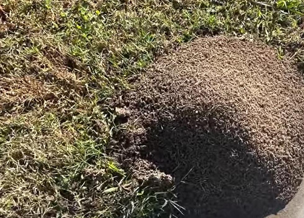 Careful! Stepping On a Fire Ant Mound Could Become Deadly