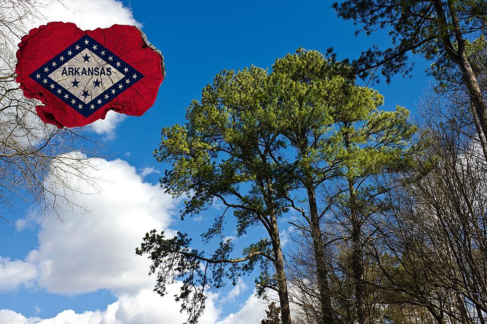 What&#8217;s Causing the Official State Tree of Arkansas to Die?