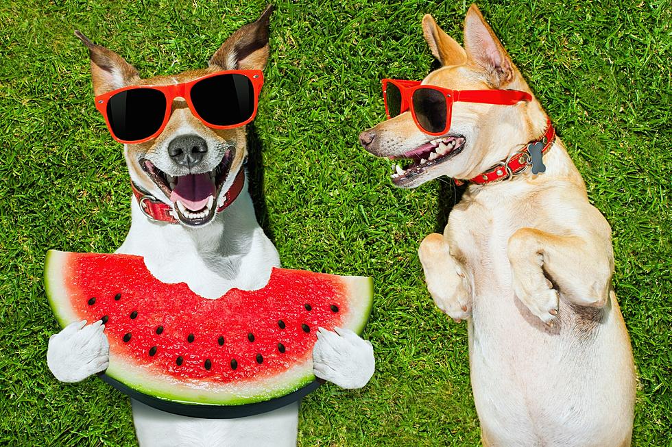 Enter Your Dog in the Hope Watermelon Festival Dog Show