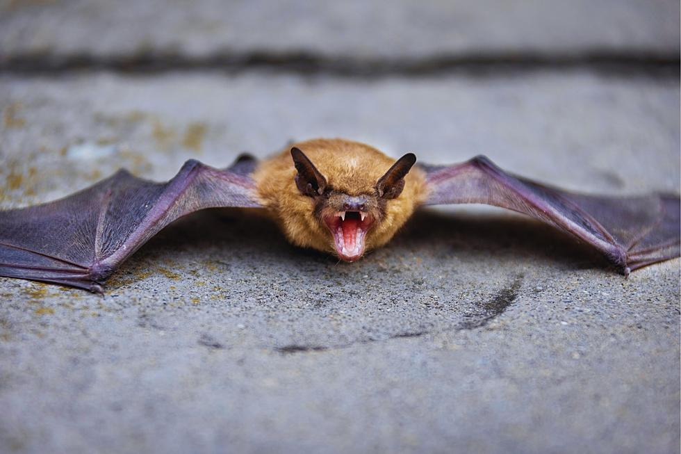 Wild Rabid Bat Flying Around Popular Arkansas Zoo Captured
