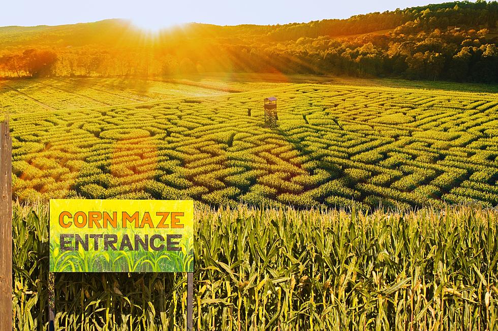 Fall Corn Mazes and Pumpkin Patches You Must Visit in Arkansas