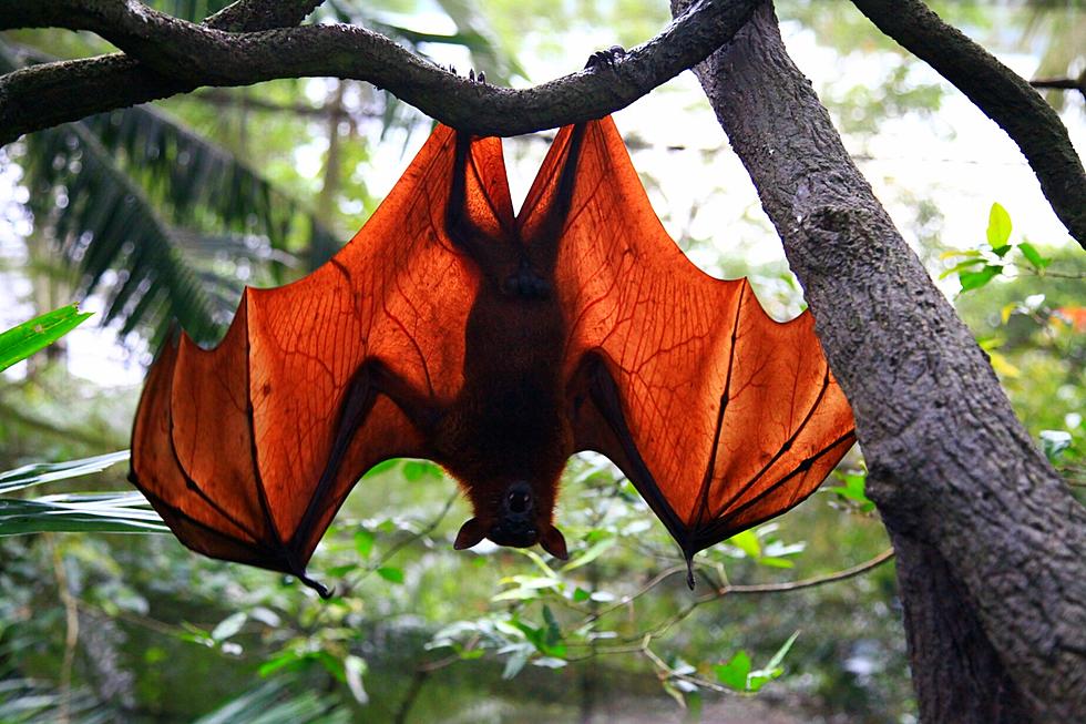 Creepy or Cute, Is It Illegal To Kill Bats In Arkansas?