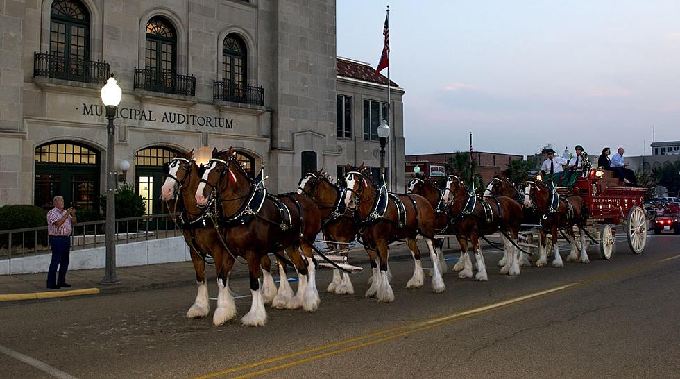 Complete Budweiser Clydesdales Schedule for Texarkana Visit