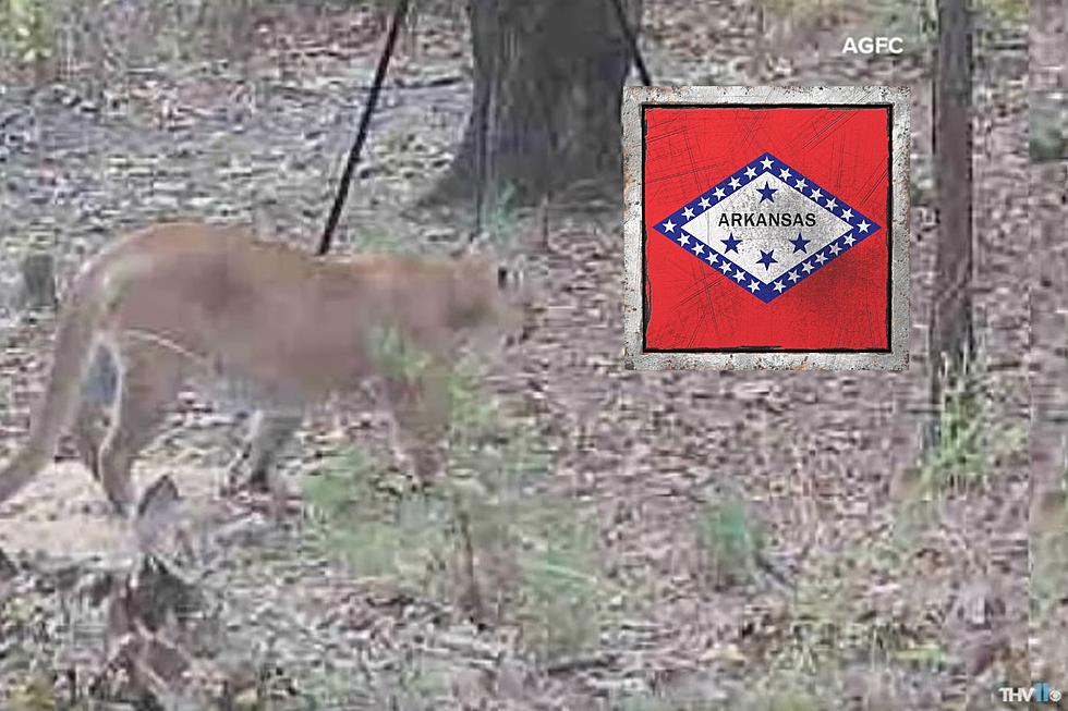 Beware Deer Hunters! Mountain Lion Spotted in Arkansas