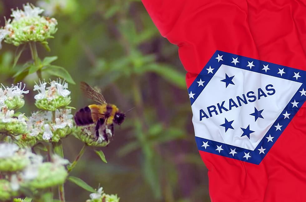 Is the Colorful Bumblebee About to Disappear in Arkansas?