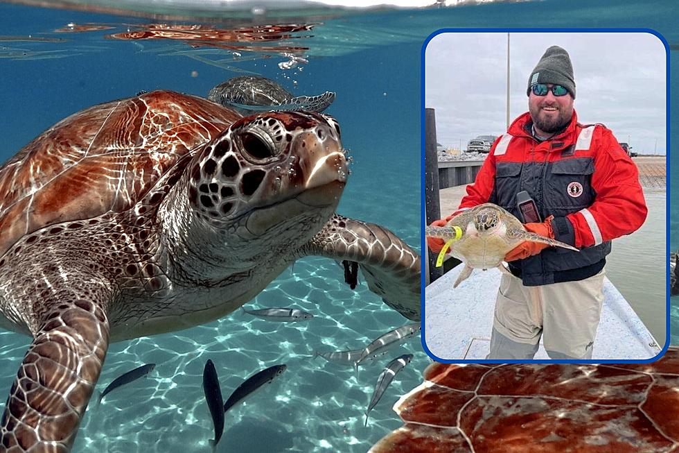Amazing, Over 900 Sea Turtles Rescued Off Texas Coast During Arctic Blast
