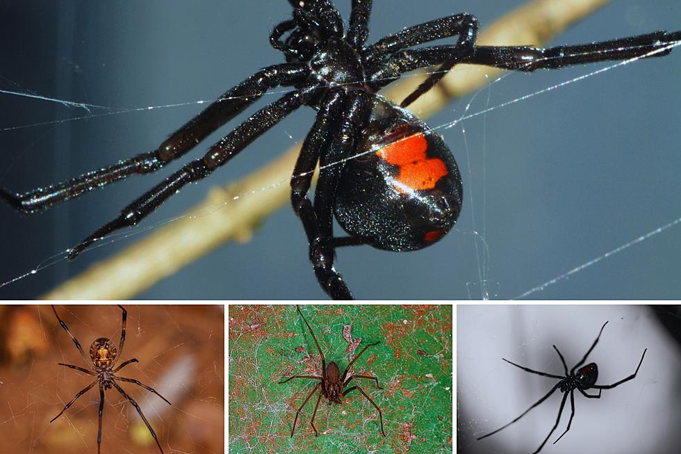 The 4 Deadliest Spiders in Arkansas That Could Kill You 