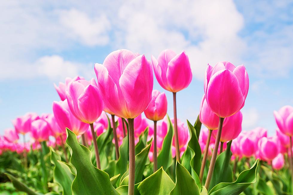 See Stunning Tulips at This Popular Arkansas Attraction