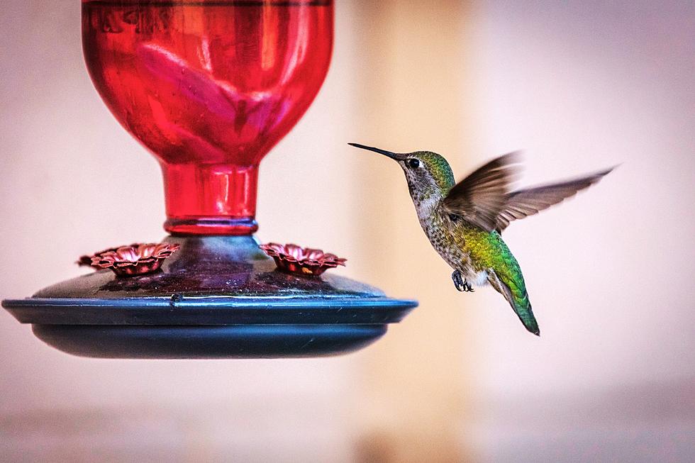 When Should We Put Out Hummingbird Feeders in Arkansas?