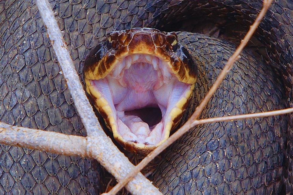 The 3 Most Dangerous Snake-Infested Rivers in Arkansas