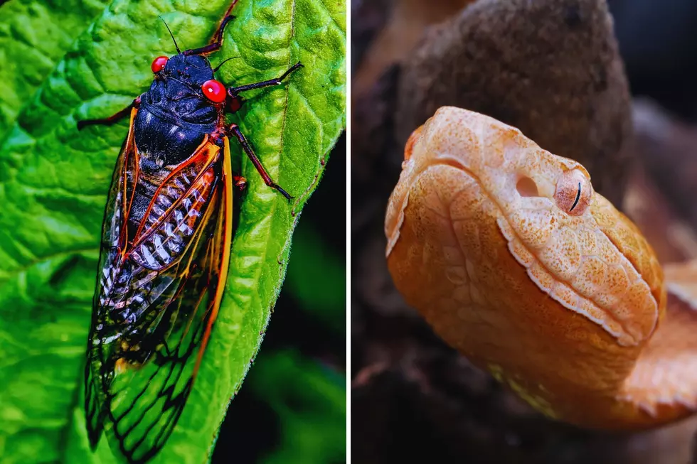 Arkansas Cicada Influx Attracting Venomous Copperhead Snakes