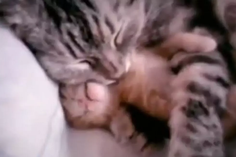 Napping Kitten Gets Comforted By Mother [VIDEO]