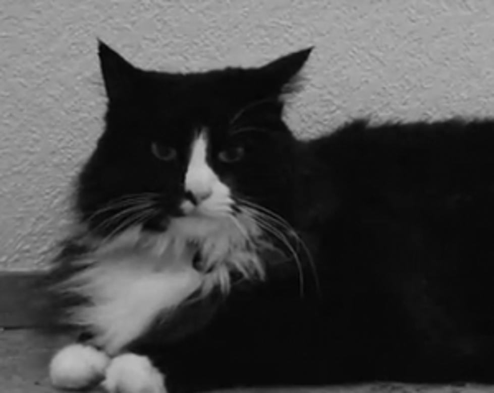 Does Your Cat Have You Trained? [VIDEO]