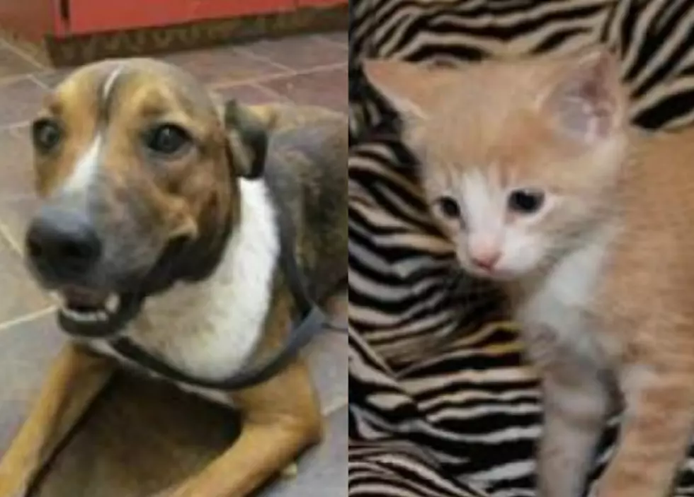 Goldie and Leo – Humane Society Pets of the Week!