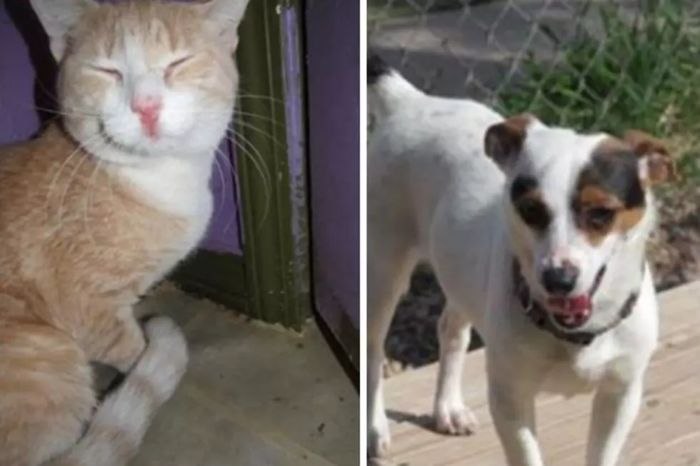 Sandy and Cassie – Humane Society Pets of the Week!