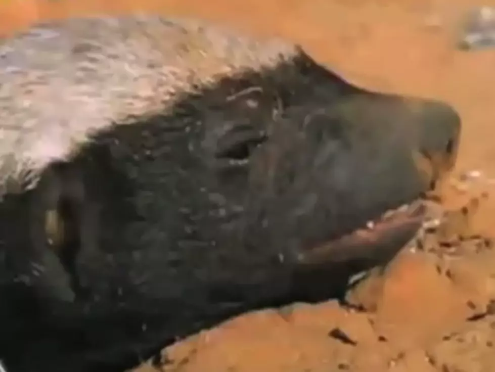 Is the Honey Badger Video as Much Fun When Censored?