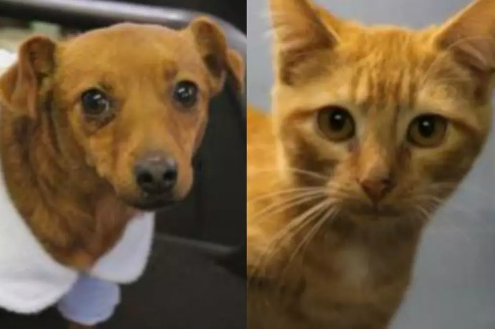 Silas and Friskee – Humane Society Pets of the Week!