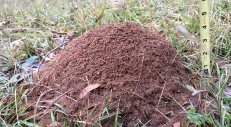 See What a Fire Ant Colony Looks Like Cast in Molten Aluminum [VIDEO]