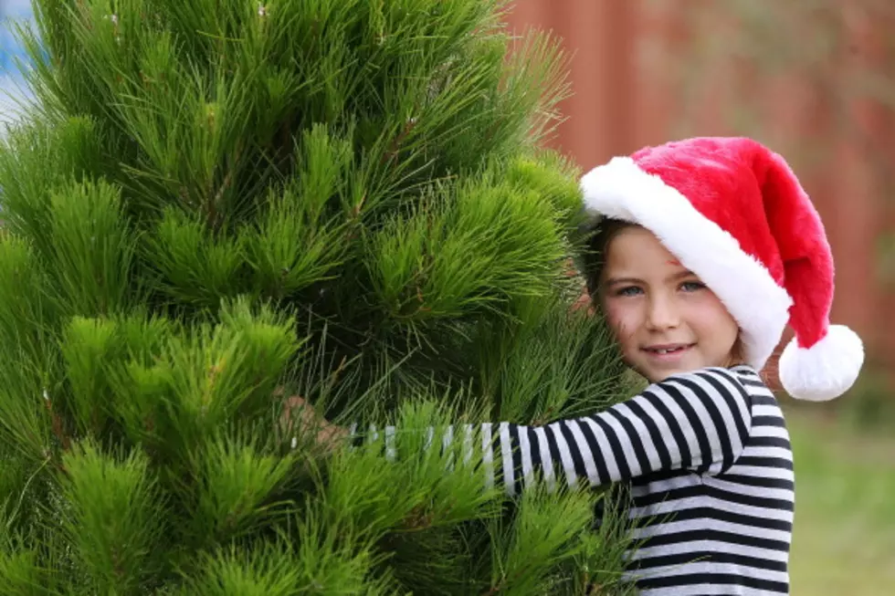 Where to Dispose of Your Christmas Tree in Wichita Falls