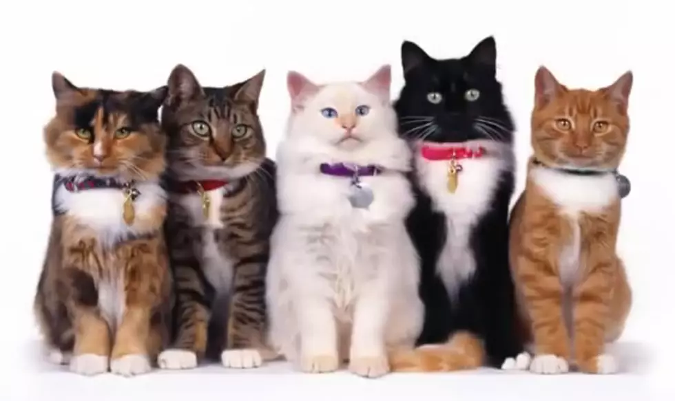 ‘Boots and Cats’ is Your New Favorite Obsession [VIDEO]